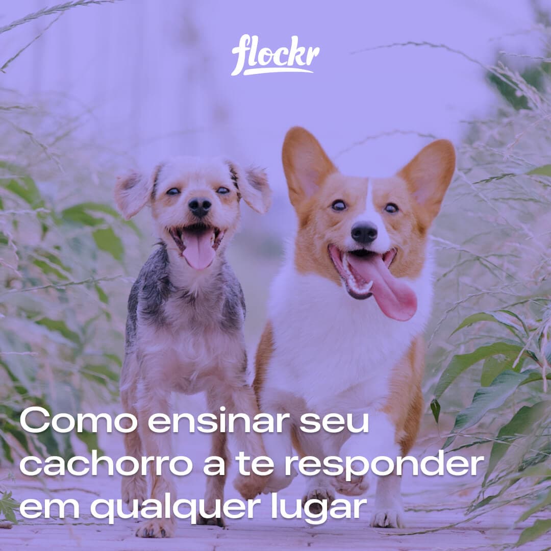 Como ensinar seu cachorro a te responder em qualquer lugar