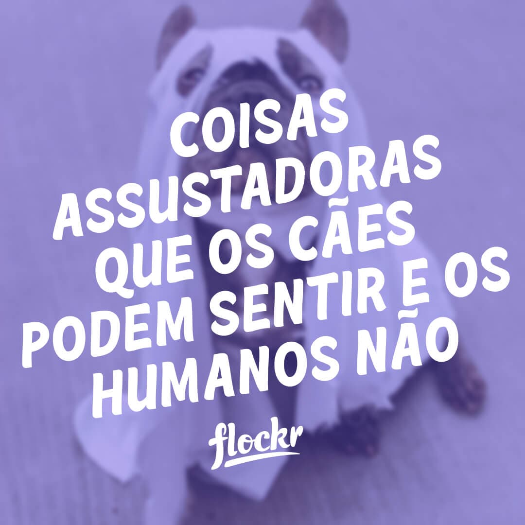 6 Coisas Assustadoras Que os Cães Podem Sentir e os Humanos Não