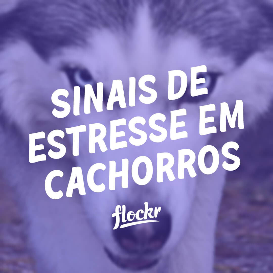 Sinais de estresse em cachorros