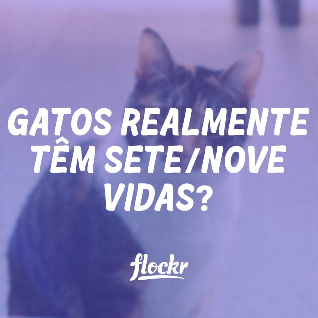 Os gatos realmente têm sete (7) ou nove (9) vidas?