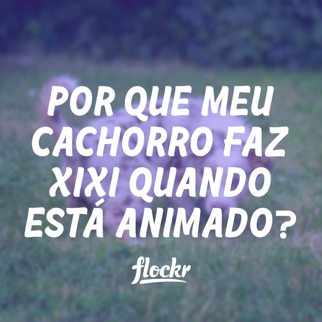 Por que Meu Cachorro Faz Xixi Quando Está Animado?