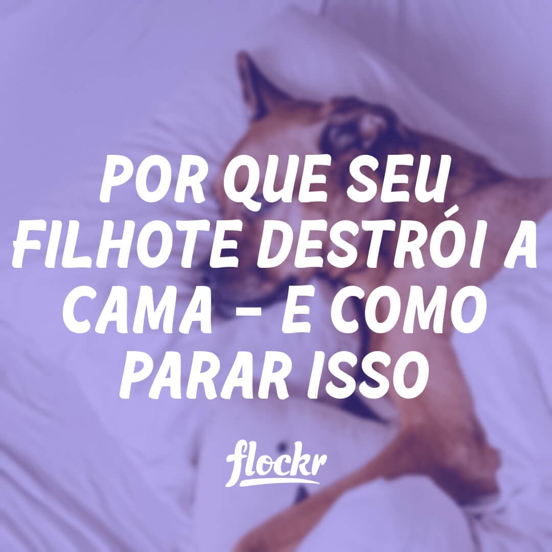Por que seu filhote destrói a cama (e como parar isso)