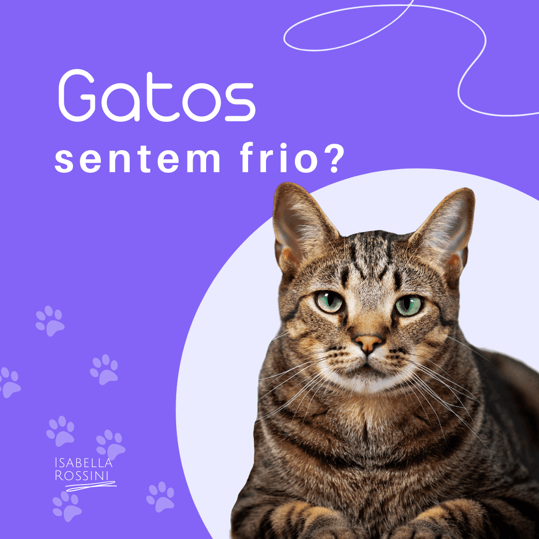Gatos podem sentir frio?