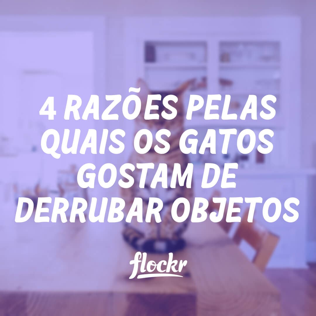 4 Razões pelas Quais os Gatos Gostam de Derrubar Objetos da Mesa (e Como Evitar)