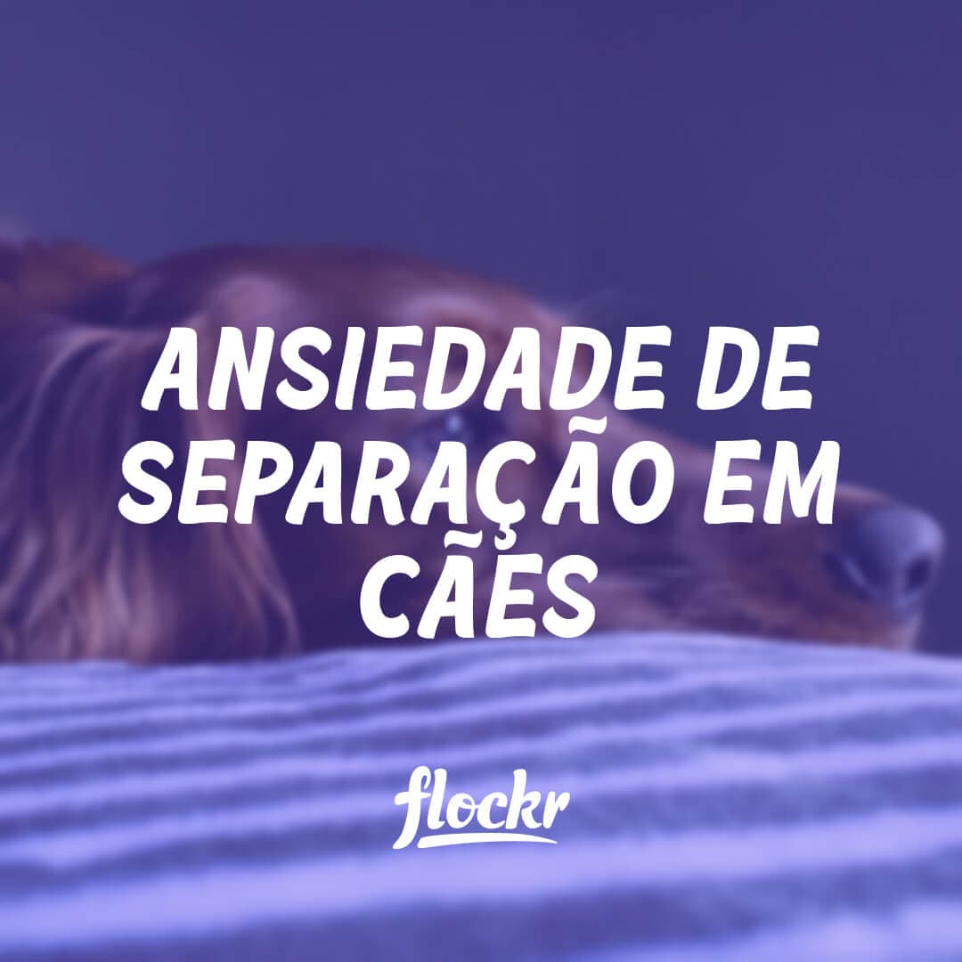 Ansiedade de Separação em Cães: Causas, Sintomas e Soluções