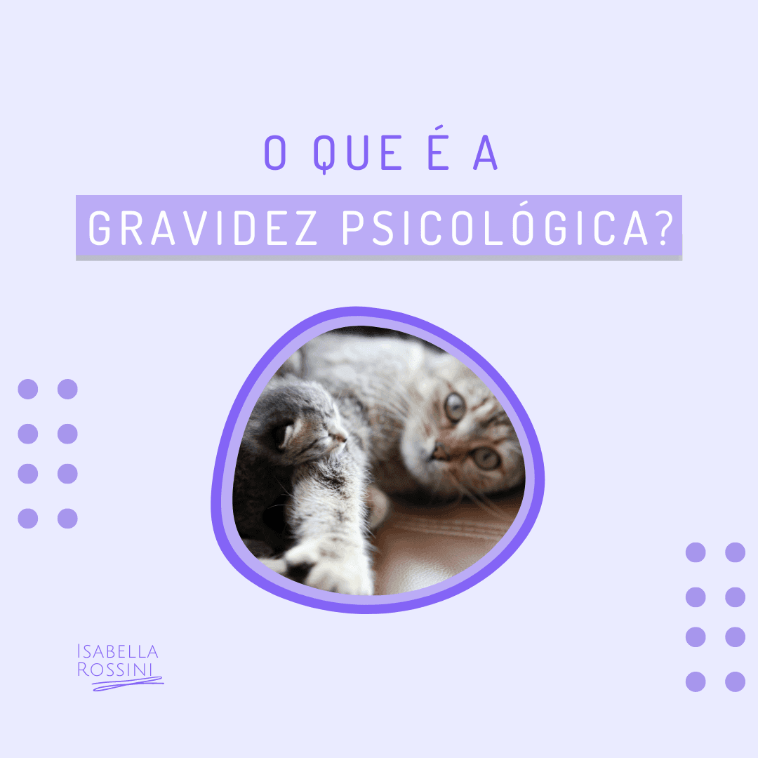Você sabia que os pets podem ter gravidez psicológica?