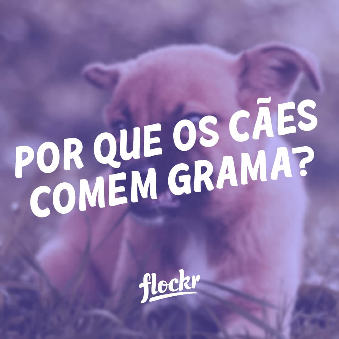 Por Que os Cães Comem Grama?