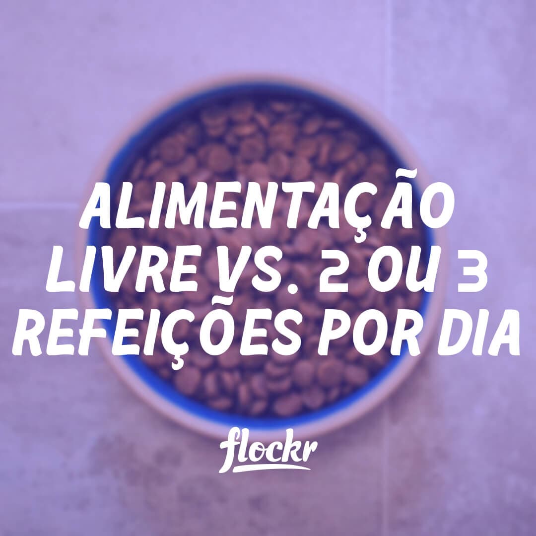 Alimentação Livre vs. 2 ou 3 Refeições por Dia: Qual é a Melhor para seu Cão?