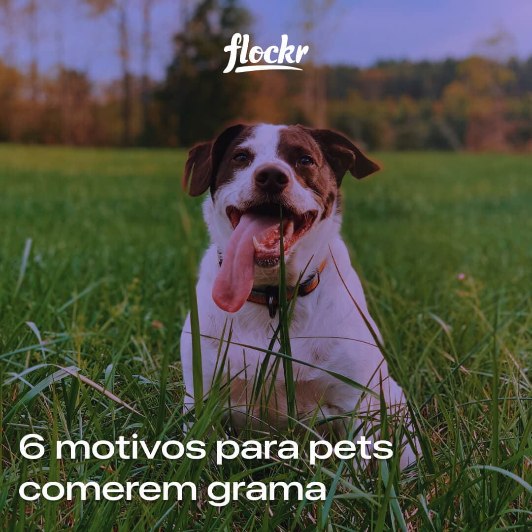 6 motivos para pets comerem grama 🌱