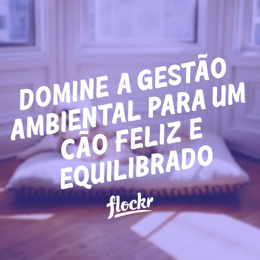 Domine a Gestão Ambiental para um Cão Feliz e Equilibrado