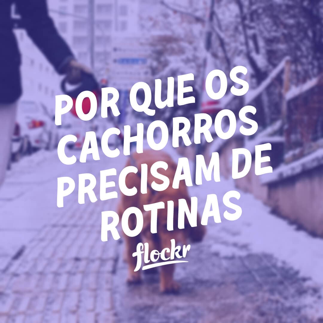 Por Que os Cachorros Precisam de Rotinas