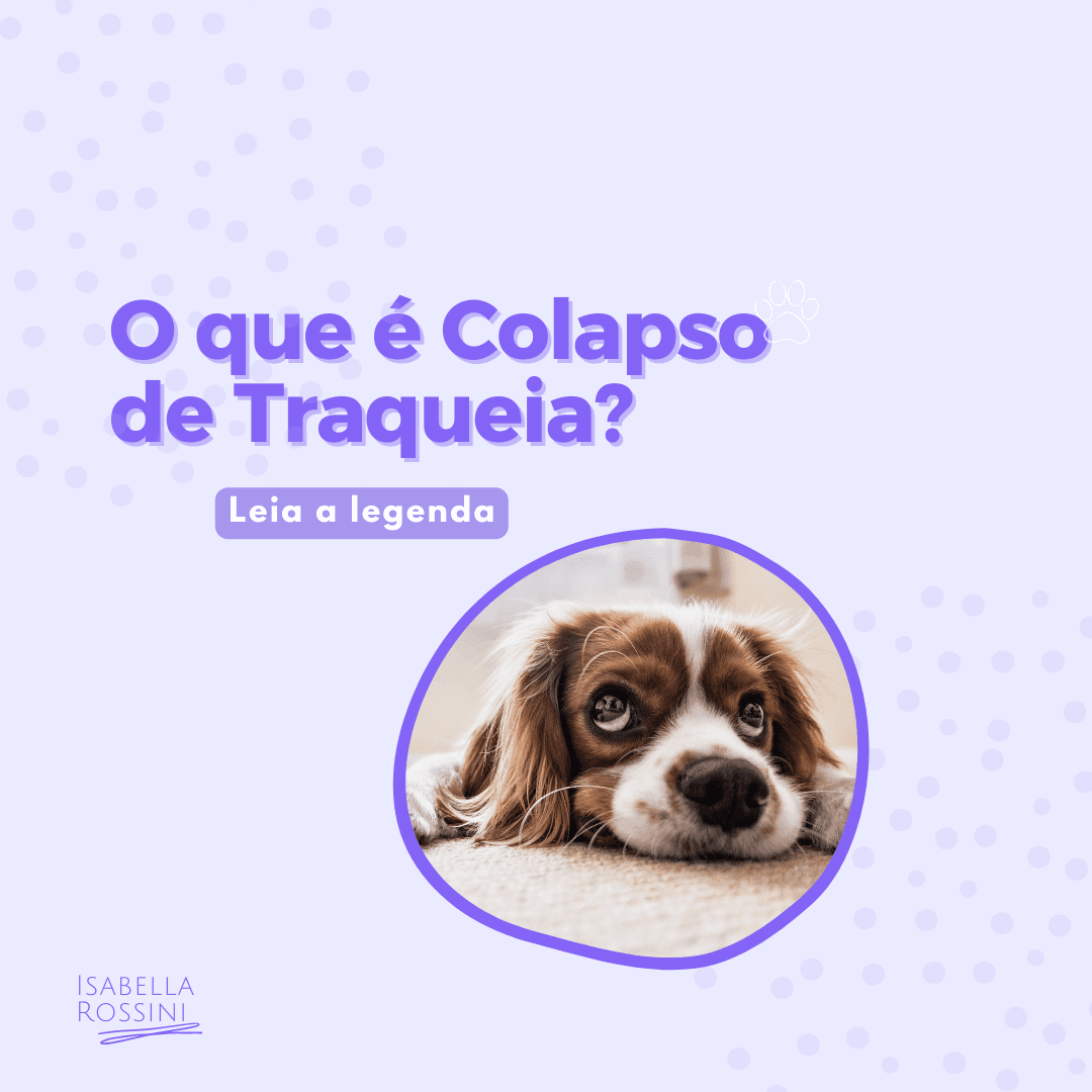 O que é o Colapso de Traqueia?