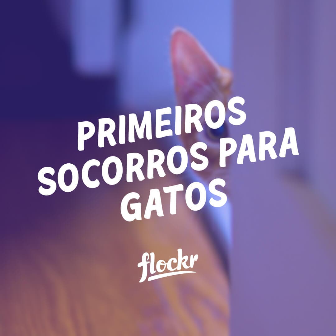 Primeiros Socorros para Gatos: Um Guia Essencial para Donos de Pet