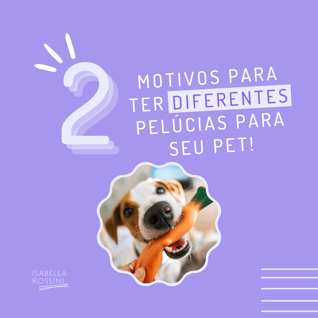 2 motivos para ter diferentes pelúcias para o seu pet