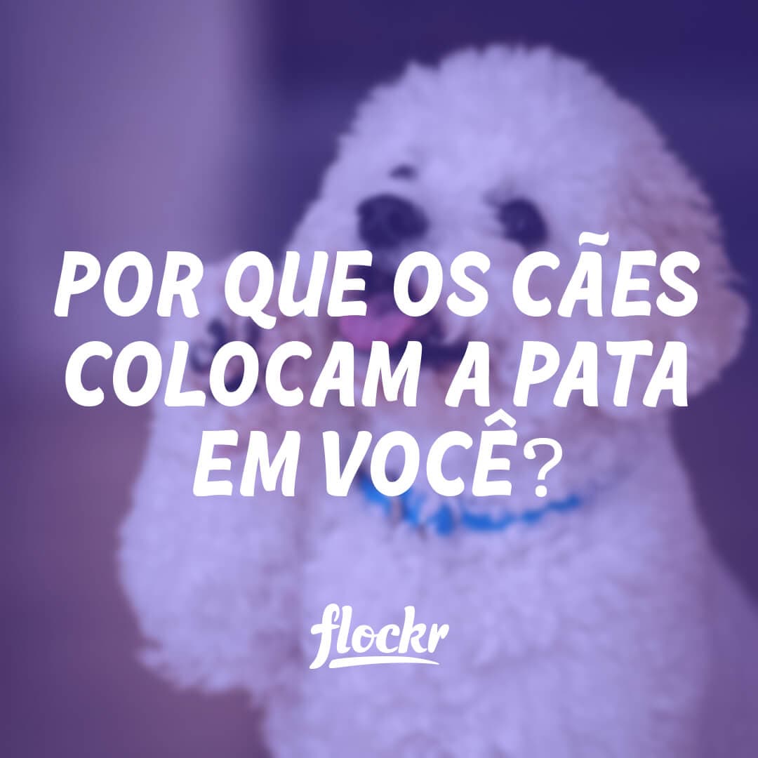 Por que os Cães Colocam a Pata em Você? Descubra 5 Possíveis Razões