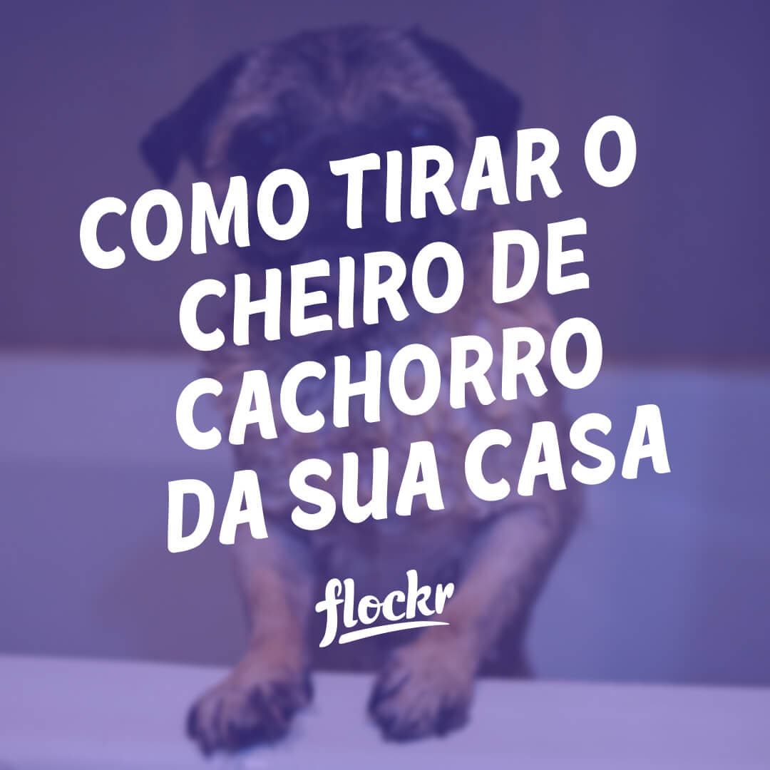 Como Tirar o Cheiro de Cachorro da Sua Casa