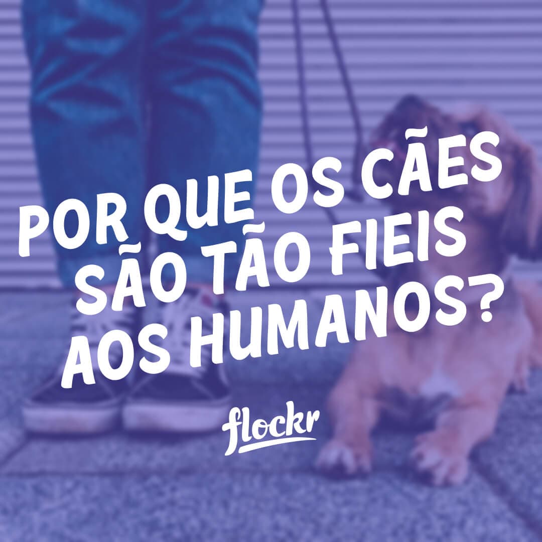 Por que os cães são tão fieis aos humanos? Entenda o vínculo extraordinário entre cães e humanos