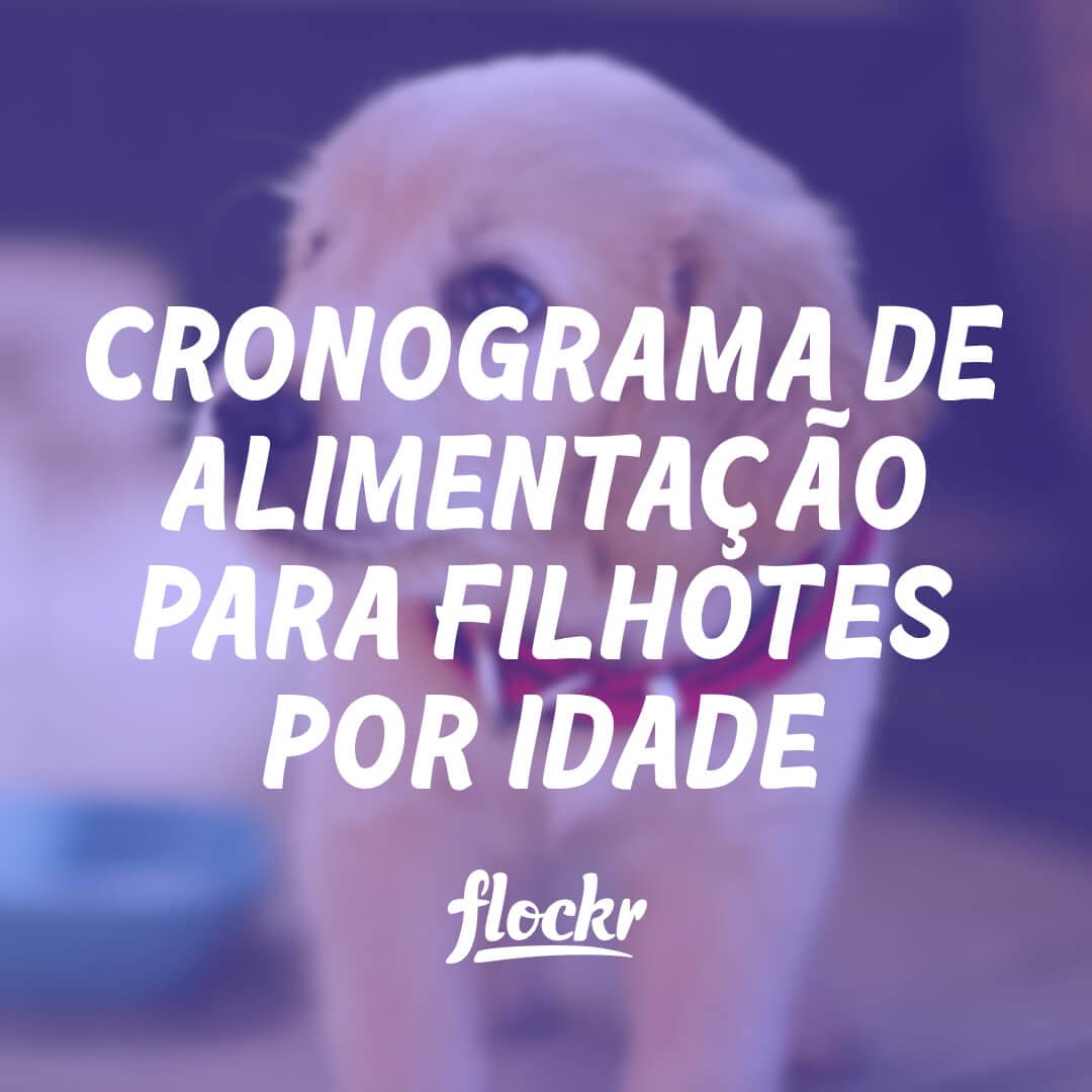 Cronograma de Alimentação para Filhotes por Idade