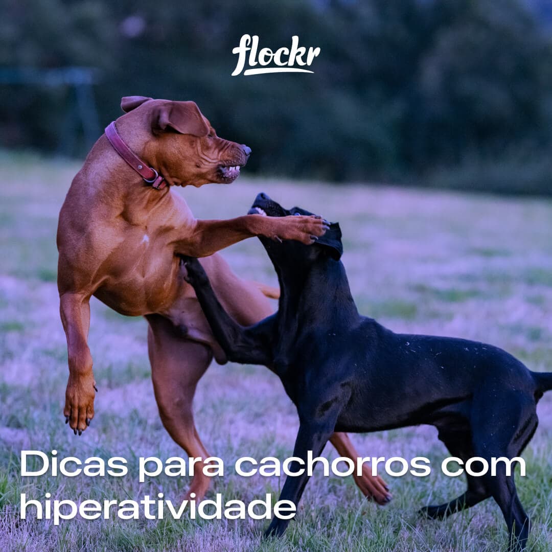 Dicas para cachorros com hiperatividade