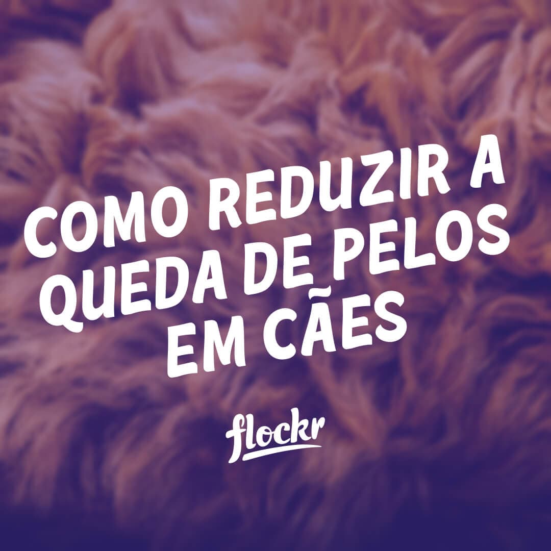 Como Reduzir a Queda de Pelos em Cães